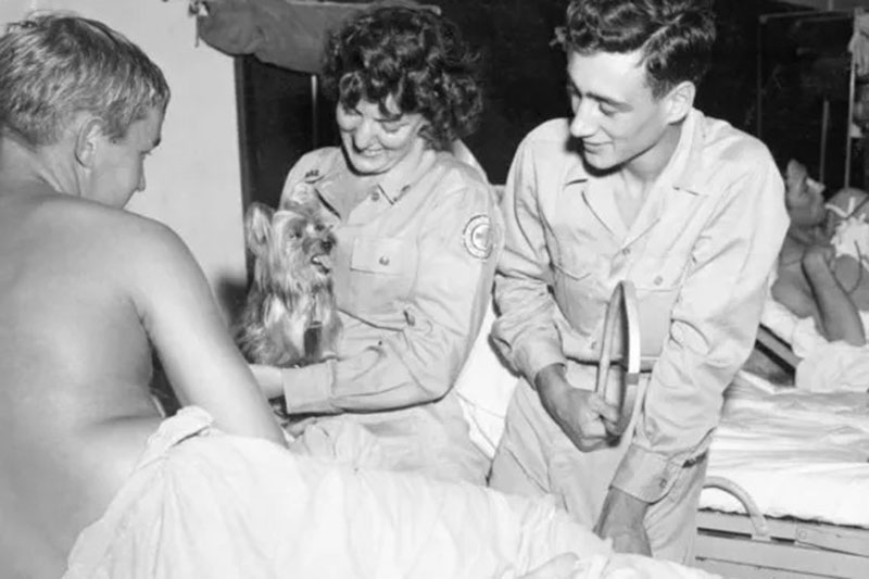 Smoky the war dog in hospital