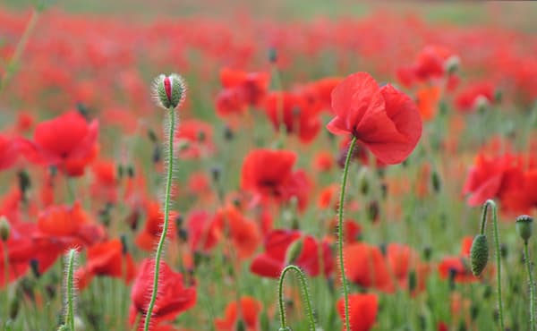 Red poppies growing in a field, symbolising remembrance and sacrifice.